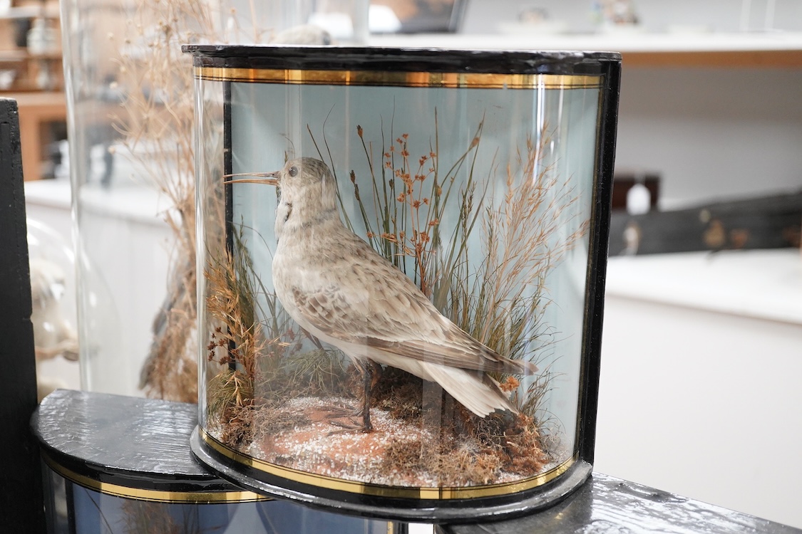 Four early 20th century cases of taxidermy dunlin birds; a pair in a flat fronted case, 18.5cm high, 32cm wide, and three individually mounted in bow fronted cases, two with labels reading; ‘Preserved by J.Cooper, 28 Rad